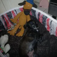 واگذاری توله سگ پامر اشپیتز