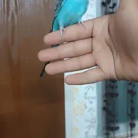 راهنمایی درباره فروش مرغ عشق ماده  دستی ۲۵۰تومنی|فعالیت داوطلبانه|یزد, |دیوار