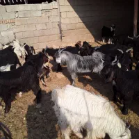 تعداد۴۳بزغاله فروش|حیوانات مزرعه|آبدانان, |دیوار