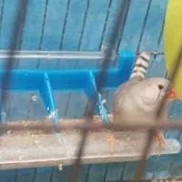 فنچ|پرنده|ملارد, |دیوار