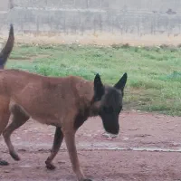 سگ مالینویز