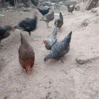 بوقلمون ،مرغ|حیوانات مزرعه|مبارکه, |دیوار