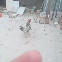 خروس کاکلی