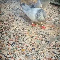 کبوتر یا کفتر نروماده سینه آبی بینظیر