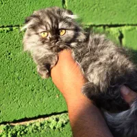 توله گربه اسکاتیش دبل فلد و بریتیش|گربه|شیراز, شهرک گلستان شمالی|دیوار