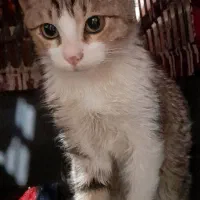 گربه نر۷ماهه