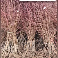 نهال بادام تجاری و خوش فرم|خدمات باغبانی و درختکاری|تاکستان, |دیوار