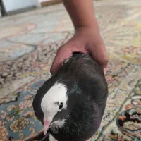 طوقی سیاه