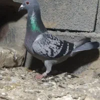 کبوتر مسافتی