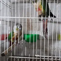 یک جفت  طوطی گرینچک یلو ساید
