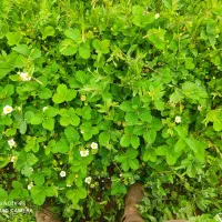 ریشه لوخت توت فرنگی نژاد پا روس
