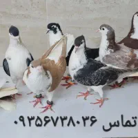 کبوتر چپ و راست ساده کاکلی و سوسکی بزک