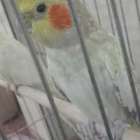 گولباقالی|پرنده|محلات, |دیوار