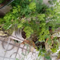 کل گیاه و درخت هفت رنگ شبدی|گل و گیاه طبیعی|شیراز, رازی|دیوار