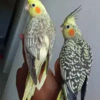 یک جفت عروس هلندی