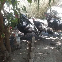 فروش بوقلمون و خروس برهما