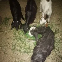 فروش یا معاوضه بزغاله