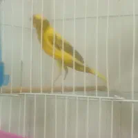 یک عدد سهره و دوتا قناری نر دهن زن
