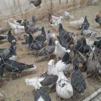 تعداد ۹۵عدد جنگنده پرشی