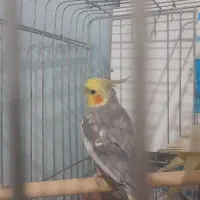 عروس هلندی نر