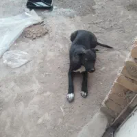 توله سگ واگذاری|سگ|قم, جمکران|دیوار