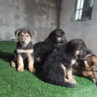 توله سگ ژرمن|سگ|رشت, گلزاران|دیوار