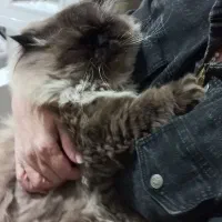 گربه گمشده|حیوانات|گلبهار, شهر جدید گلبهار|دیوار