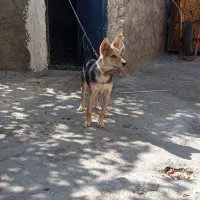 سگ واسه نگهبانی