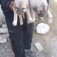 واگذاری توله سرابی|سگ|سراب, |دیوار