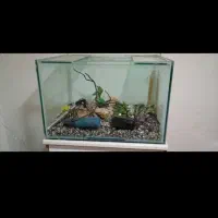 اکواریوم10میل|ماهی|رشت, دباغیان|دیوار