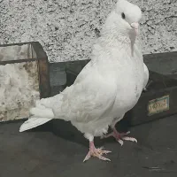 کبوتر تهرانی|پرنده|آذرشهر, |دیوار