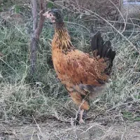 جوجه دیلگونی|حیوانات مزرعه|بهبهان, |دیوار