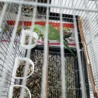 طوطی ملنگو|پرنده|اصفهان, شمس آباد|دیوار