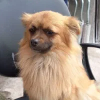 سگ روباهی  واگزاری