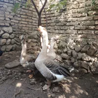 غاز|حیوانات مزرعه|کلباد, |دیوار