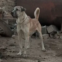 واگذاری سگ سرابی