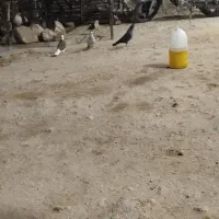 کبوتر هفت رنگ   کبوتر پیس