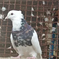 کفتر طوقی هفت رنگ نر