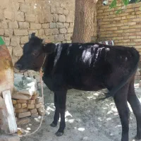 گوساله ماده