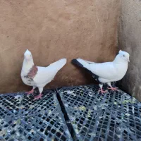 ی جفت رنگی