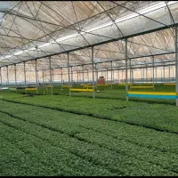 فروش طرح گلخانه همراه با زمین سند دار وسهمیه آب