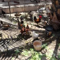مرغ و غاز