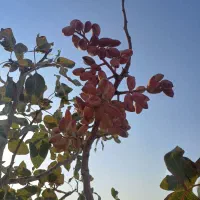 اب کشاورزی ۱۵ دقیقه دشت عبدالله آباد