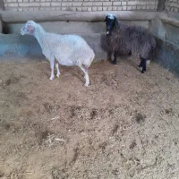 میش سالم و سرحال مناسب داشت|حیوانات مزرعه|محلات, |دیوار