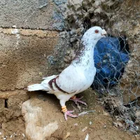 سار اقون و سوسکی بزک شیروان