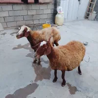 گوسفند درج یک هردوتا ابستن