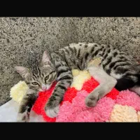 گربه خانگی واگذاری رایگان