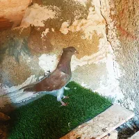 کبوتر زآغ ابادانی اصل|پرنده|دوگنبدان, |دیوار