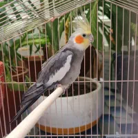 عروس هلندی نر بالغ