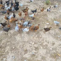 انواع جوجه مرغ محلی، مرغ گلپایگانی،مرغ شاخدار و ..